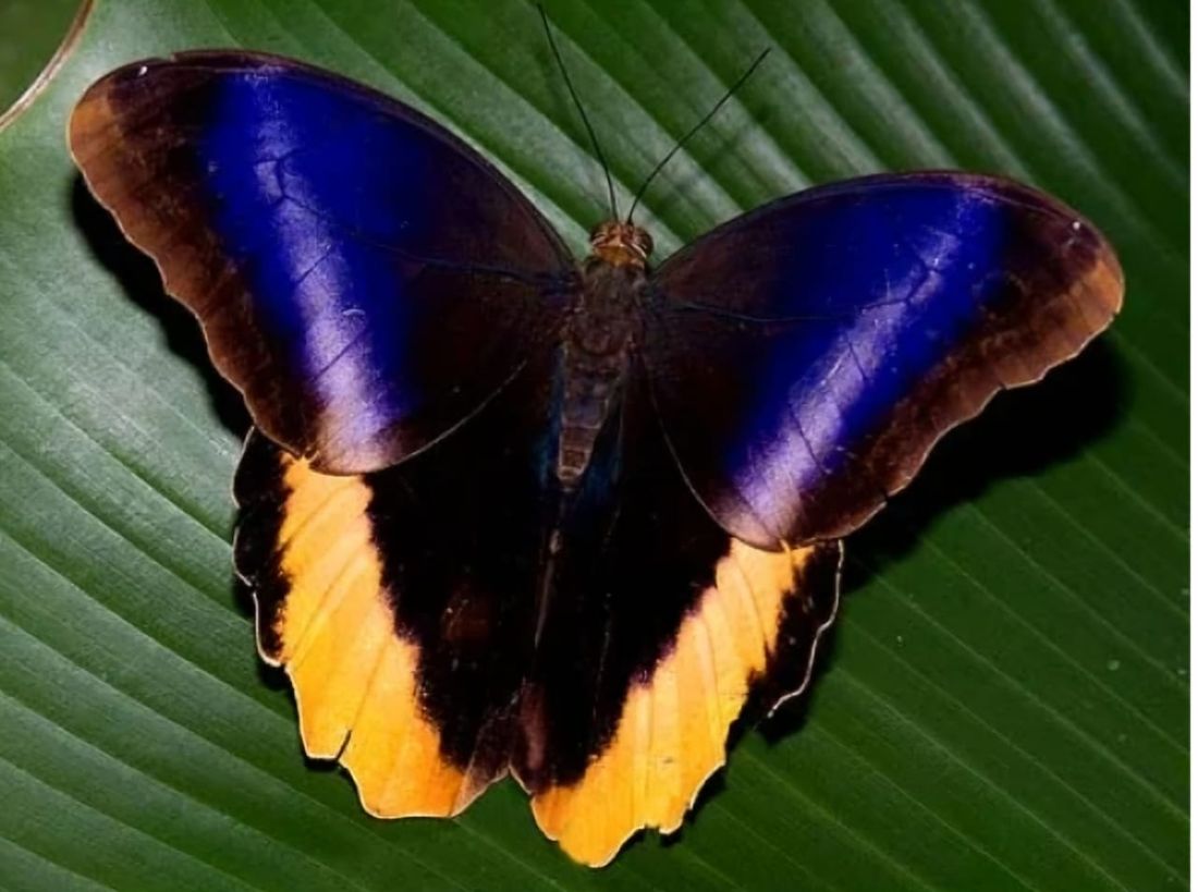 Tropical butterflies